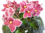 dimetris.ru:цветы:llg:rockin_robin_2.jpg
