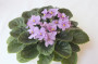 dimetris.ru:цветы:llg:silk_n_lace_2.jpg