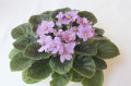 dimetris.ru:цветы:llg:silk_n_lace_2.jpg