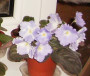 dimetris.ru:цветы:llg:sorano:lyon_lavender_magic.jpg
