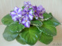 dimetris.ru:цветы:llg:sorano:lyons_fortune_teller.jpg