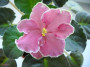dimetris.ru:цветы:llg:sorano:strawberry_fields.jpg