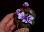 dimetris.ru:цветы:lyons:tiny_moon_goddess.jpg