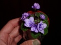 dimetris.ru:цветы:lyons:tiny_moon_goddess.jpg