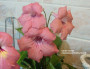 dimetris.ru:цветы:m.kartuz:coral_comet.jpg