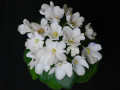 dimetris.ru:цветы:murphy:alans_snowdrops.jpg