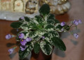 dimetris.ru:цветы:murphy:sky_bells.jpg