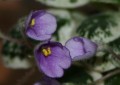dimetris.ru:цветы:murphy:sky_bells_2.jpg