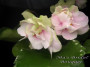 dimetris.ru:цветы:o.robinson:mas_bridal_bouquet.jpg