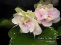 dimetris.ru:цветы:o.robinson:mas_bridal_bouquet.jpg