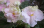 dimetris.ru:цветы:o.robinson:mas_bridal_bouquet_2.jpg