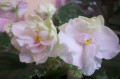dimetris.ru:цветы:o.robinson:mas_bridal_bouquet_2.jpg