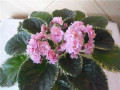 dimetris.ru:цветы:o.robinson:mas_corsage.jpg
