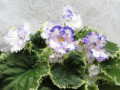 dimetris.ru:цветы:o.robinson:mas_glass_slipper_2.jpg