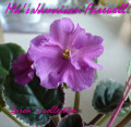 dimetris.ru:цветы:o.robinson:mas_jamaican_farewell.jpg