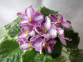 dimetris.ru:цветы:p.addison:clam_power_2.jpg