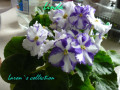 dimetris.ru:цветы:p.brenner:lovely_linda.jpg