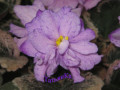 dimetris.ru:цветы:p.hancock:buckeye_bouquet.jpg