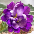 dimetris.ru:цветы:p.hancock:buckeye_butterflies.jpg