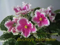 dimetris.ru:цветы:p.hancock:buckeye_icebreaker.jpg