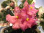 dimetris.ru:цветы:p.hancock:buckeye_inspiration_pink.jpg