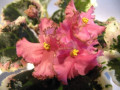 dimetris.ru:цветы:p.hancock:buckeye_inspiration_pink.jpg
