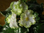 dimetris.ru:цветы:p.hancock:buckeye_irish_lace_2.jpg