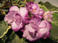 dimetris.ru:цветы:p.hancock:buckeye_lilac_spring_2.jpg