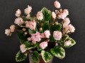 dimetris.ru:цветы:p.harris:edees_rosebud_trail.jpg