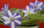 dimetris.ru:цветы:p.sorano:blue_triumph.jpg