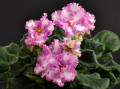 dimetris.ru:цветы:p.sorano:carnation_sprinkles_2.jpg