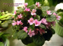 dimetris.ru:цветы:p.tracey:fairy_fountains.jpg