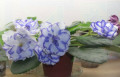dimetris.ru:цветы:p.tracey:pat_tracey_2.jpg