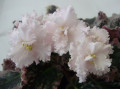 dimetris.ru:цветы:pineault:natalias_extravagante.jpg