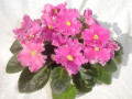dimetris.ru:цветы:r.bann:rebels_carnation_splash.jpg