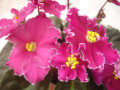 dimetris.ru:цветы:r.bann:rebels_carnation_splash_2.jpg