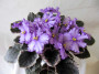 dimetris.ru:цветы:r.bann:rebels_midnight_mauve.jpg