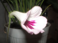 dimetris.ru:цветы:r.david_harley:cape_essence_2.jpg