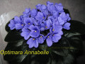 dimetris.ru:цветы:r.holtkamp:optimara_annabelle.jpg