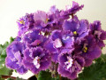 dimetris.ru:цветы:r.holtkamp:optimara_everbeautiful_2.jpg