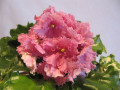 dimetris.ru:цветы:r.holtkamp:optimara_everrejoice.jpg