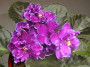 dimetris.ru:цветы:r.wasmund:rainbows_black_frost.jpg