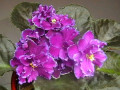 dimetris.ru:цветы:r.wasmund:rainbows_black_frost.jpg