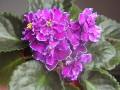 dimetris.ru:цветы:r.wasmund:rainbows_black_frost_2.jpg