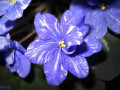 dimetris.ru:цветы:r.wasmund:rainbows_quiet_riot.jpg