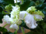 dimetris.ru:цветы:s.harrison:silverglade_apples_2.jpg