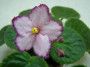 dimetris.ru:цветы:s.harrison:silverglade_jingles_2.jpg