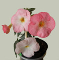 dimetris.ru:цветы:s.saliba:vie_en_rose.jpg