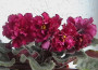 dimetris.ru:цветы:s.sorano:cinnamon_candy.jpg