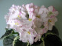 dimetris.ru:цветы:s.sorano:enchanted_april.jpg